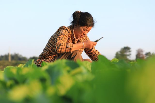 湖南  常宁  蔬菜  采摘