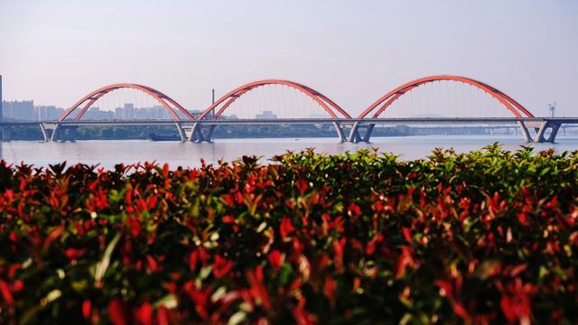 秋色，银杏，北辰三角洲，栾树