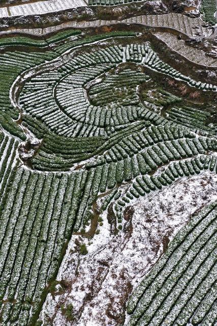 土家族 湘西 无人机 苗族 保靖 飞阅 吉首 黄金 茶园 黄金茶 线条 国茶 大雪 俯瞰 雪景 美妙 画卷