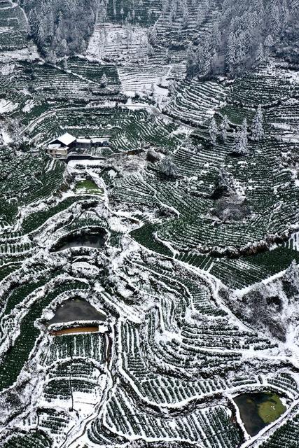 土家族 湘西 无人机 苗族 保靖 飞阅 吉首 黄金 茶园 黄金茶 线条 国茶 大雪 俯瞰 雪景 美妙 画卷