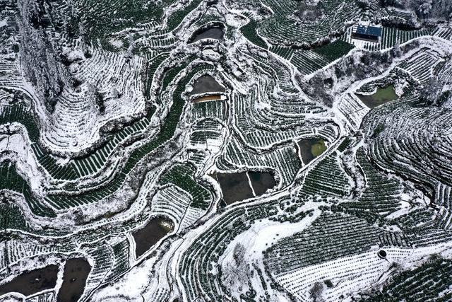 土家族 湘西 无人机 苗族 保靖 飞阅 吉首 黄金 茶园 黄金茶 线条 国茶 大雪 俯瞰 雪景 美妙 画卷
