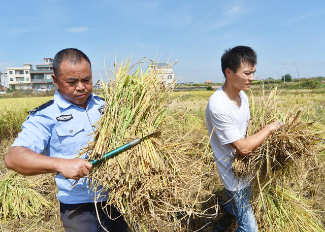 秋收季  助农忙