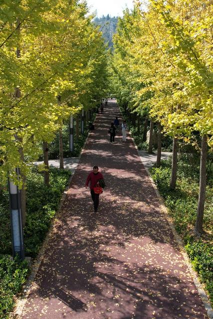 土家族 湘西 苗族 吉首 市民 世纪 银杏 美景 风景 街道 大道 美丽 赏杏