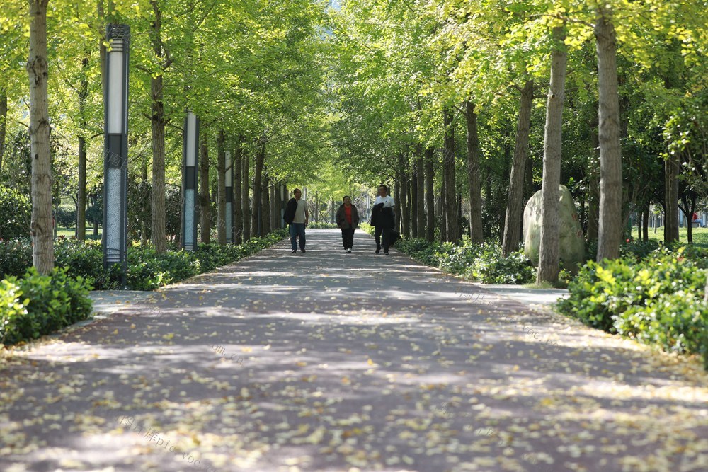 土家族 湘西 苗族 吉首 市民 世纪 银杏 美景 风景 街道 大道 美丽 赏杏