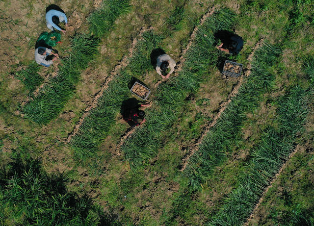 乡村振兴 村集体经济 农民致富 特色产业 生姜 丰收