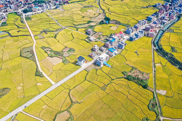 水稻 稻田 乡村 丰收 粮食 晚稻 田园
