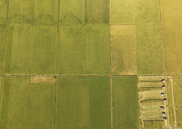 晚稻 开镰 衡山 白果 高标准 永久基本农田 双季稻