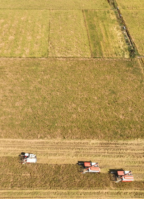 晚稻 开镰 衡山 白果 高标准 永久基本农田 双季稻