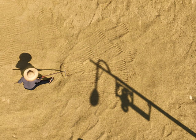 晚稻 开镰 衡山 白果 高标准 永久基本农田 双季稻