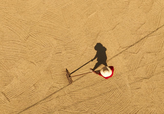 晚稻 开镰 衡山 白果 高标准 永久基本农田 双季稻