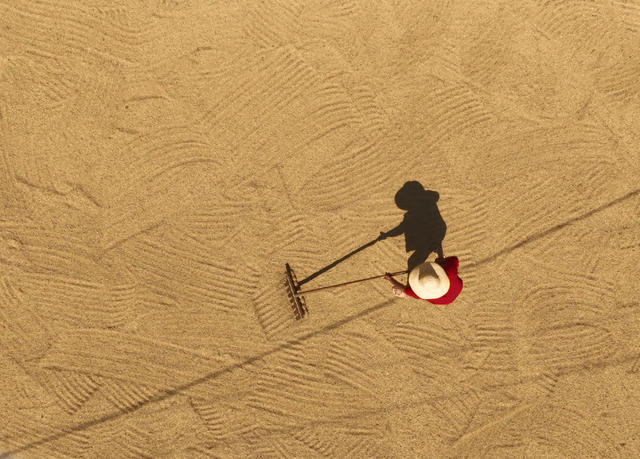 晚稻 开镰 衡山 白果 高标准 永久基本农田 双季稻