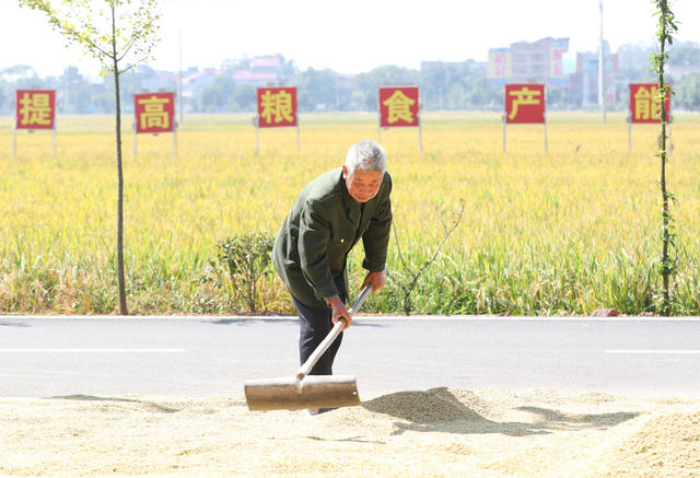 晚稻 开镰 衡山 白果 高标准 永久基本农田 双季稻