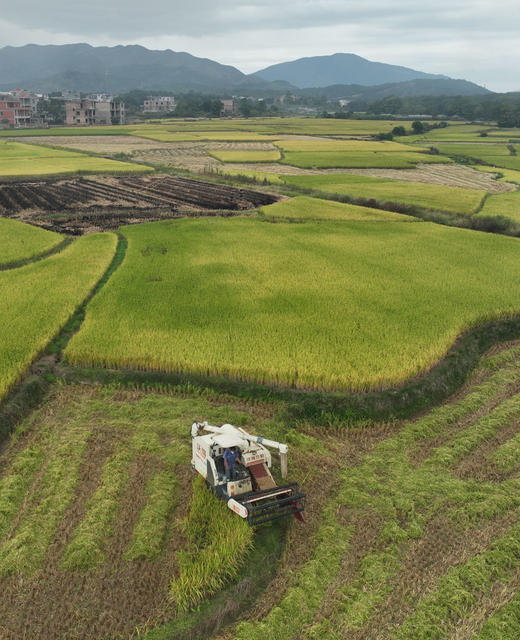 晚稻 道县  收获  粮食 田园