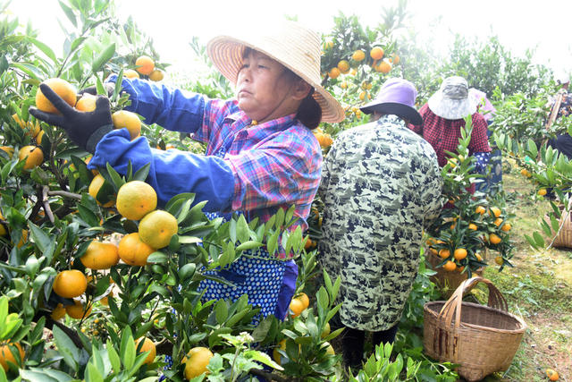 农业  种植业  丘岗地区  柑橘  丰收季   增收产业