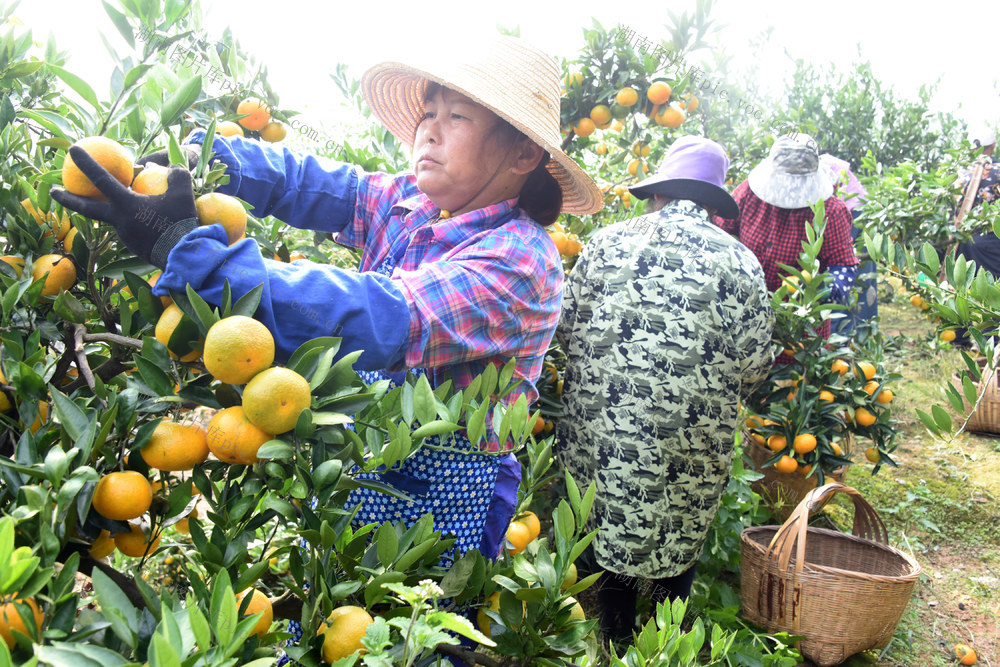 农业  种植业  丘岗地区  柑橘  丰收季   增收产业