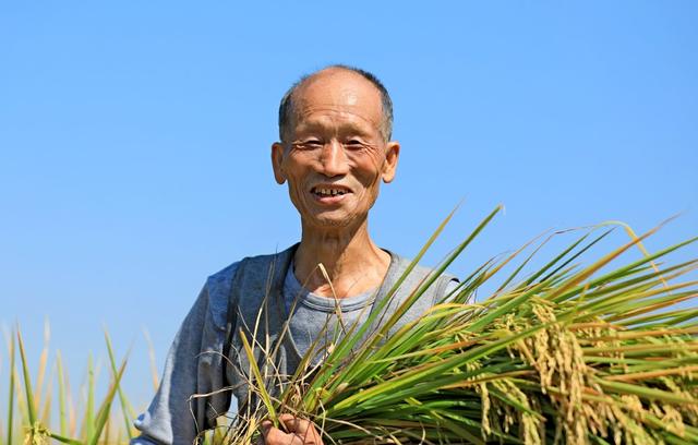 衡阳  常宁 晚稻  收割