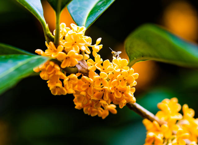 生态  自然  树木  桂花  怀化