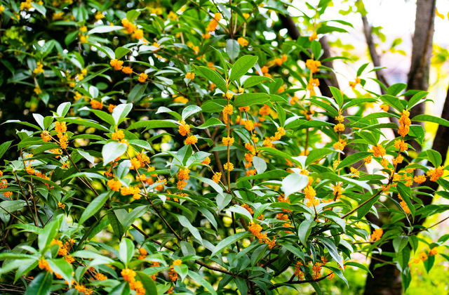 生态  自然  树木  桂花  怀化