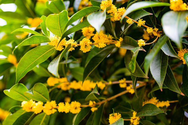 生态  自然  树木  桂花  怀化