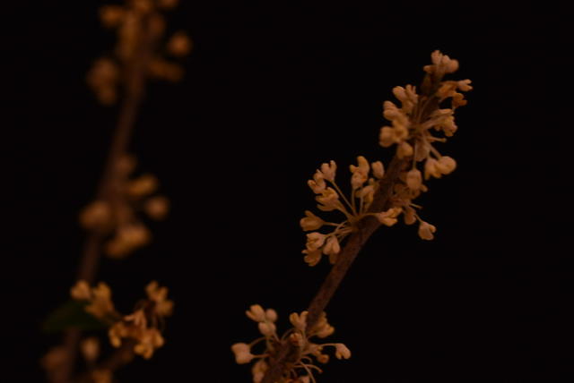 桂花  静物摄影