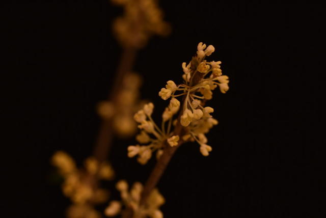 桂花  静物摄影