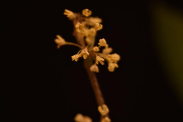 桂花  静物摄影