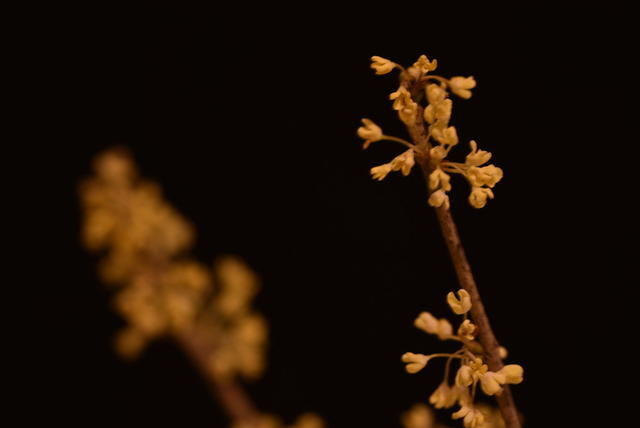 桂花  静物摄影
