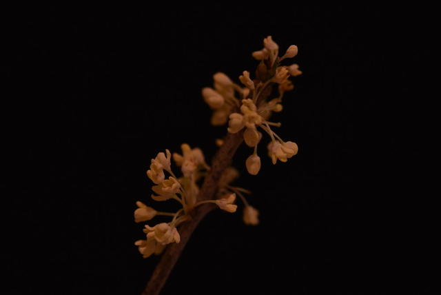 桂花  静物摄影