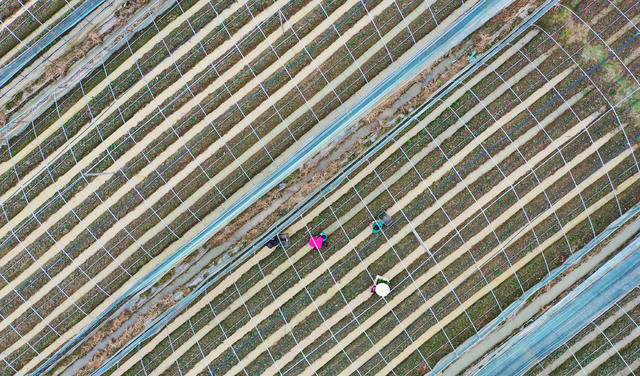 草莓  种植  增收  水果