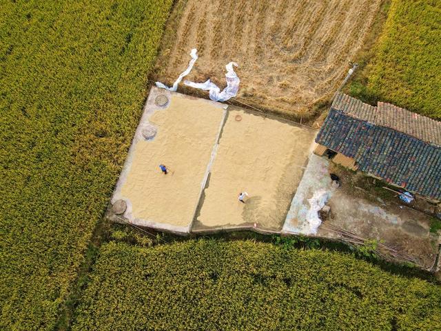 丰收  金秋  晚稻  农机  乡村  稻草