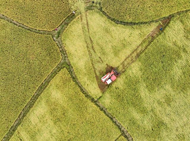 农业
晚稻
收获
金秋