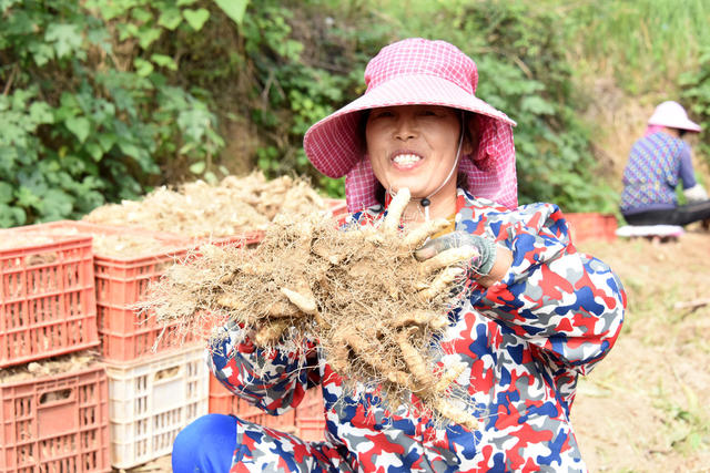 农业  药材种植  合作社  丘岗坡地  玉竹基地   采挖季  丰收季