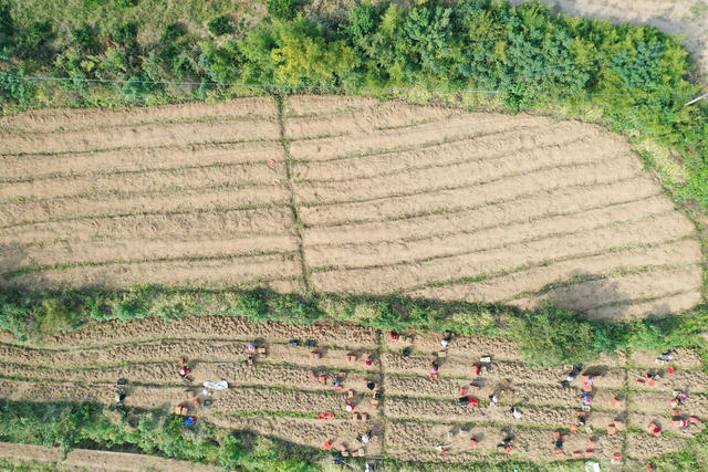 农业  药材种植  合作社  丘岗坡地  玉竹基地   采挖季  丰收季