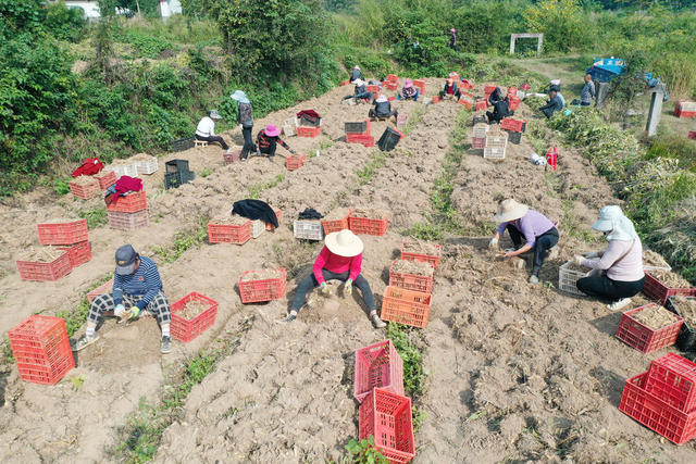 农业  药材种植  合作社  丘岗坡地  玉竹基地   采挖季  丰收季