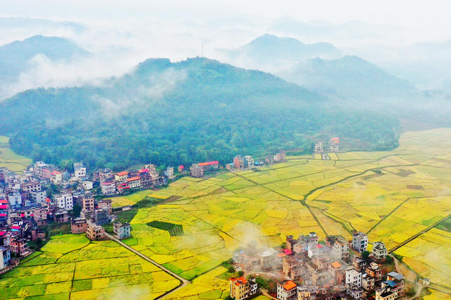 蓝山：晚稻收割季   乡村好“丰”光
