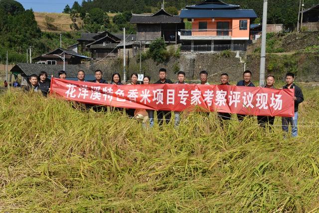 香米验收获好评