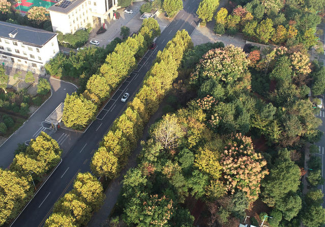 金秋时节  秋季  秋景  人居环境  城市景色  街道 