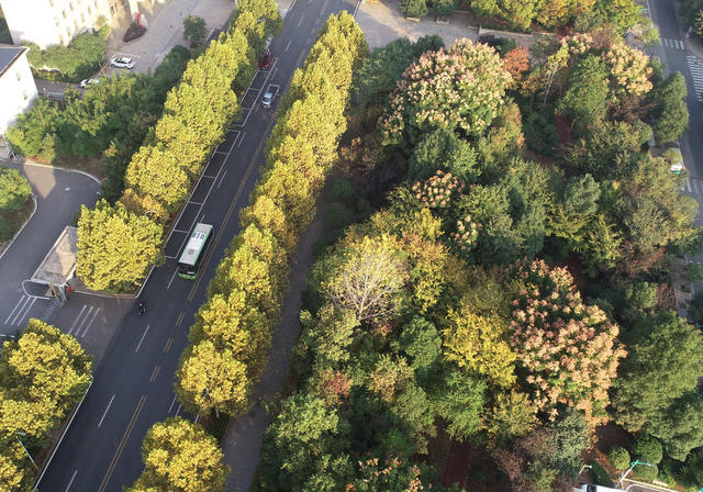 金秋时节  秋季  秋景  人居环境  城市景色  街道 