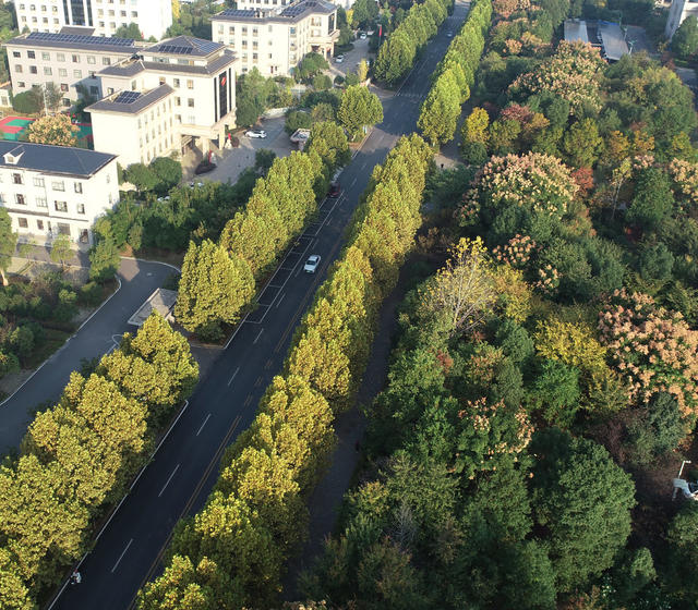 金秋时节  秋季  秋景  人居环境  城市景色  街道 