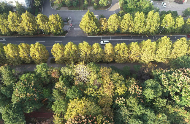 金秋时节  秋季  秋景  人居环境  城市景色  街道 