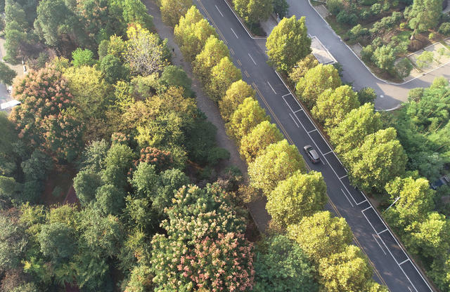 金秋时节  秋季  秋景  人居环境  城市景色  街道 