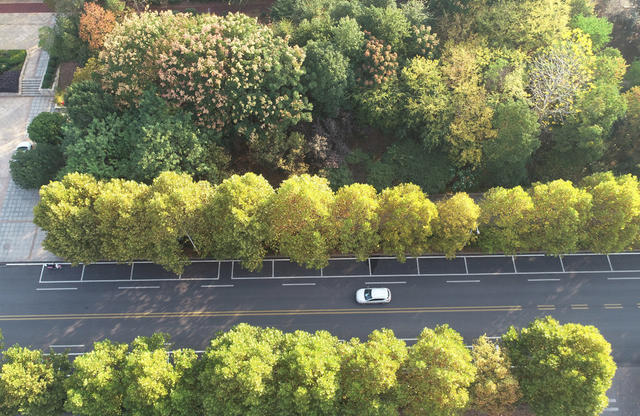 金秋时节  秋季  秋景  人居环境  城市景色  街道 