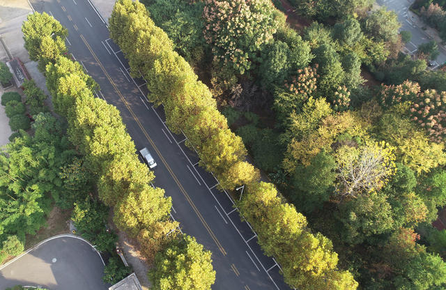 金秋时节  秋季  秋景  人居环境  城市景色  街道 