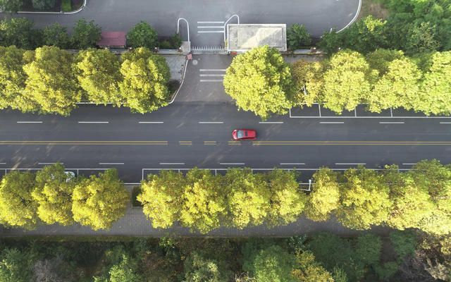 金秋时节  秋季  秋景  人居环境  城市景色  街道 