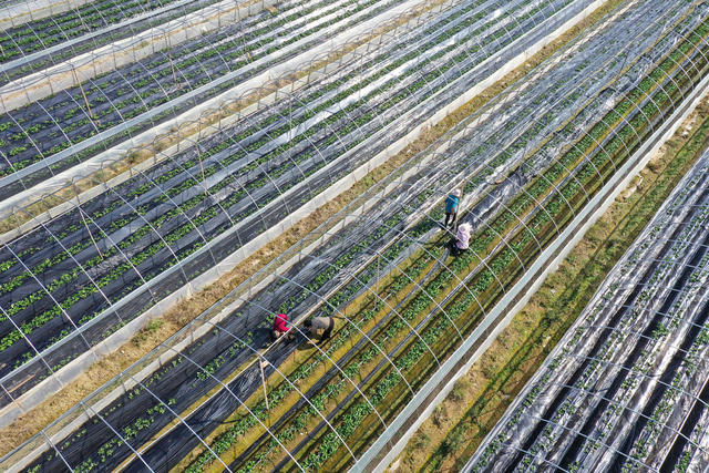 农事,草莓,管护,精品果蔬,休闲农业,乡村旅游,增收,