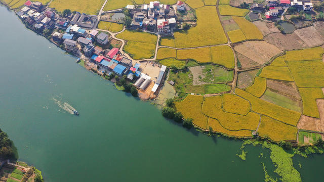 美丽乡村 美丽中国 晚稻 稻田 农村 丰收 金秋