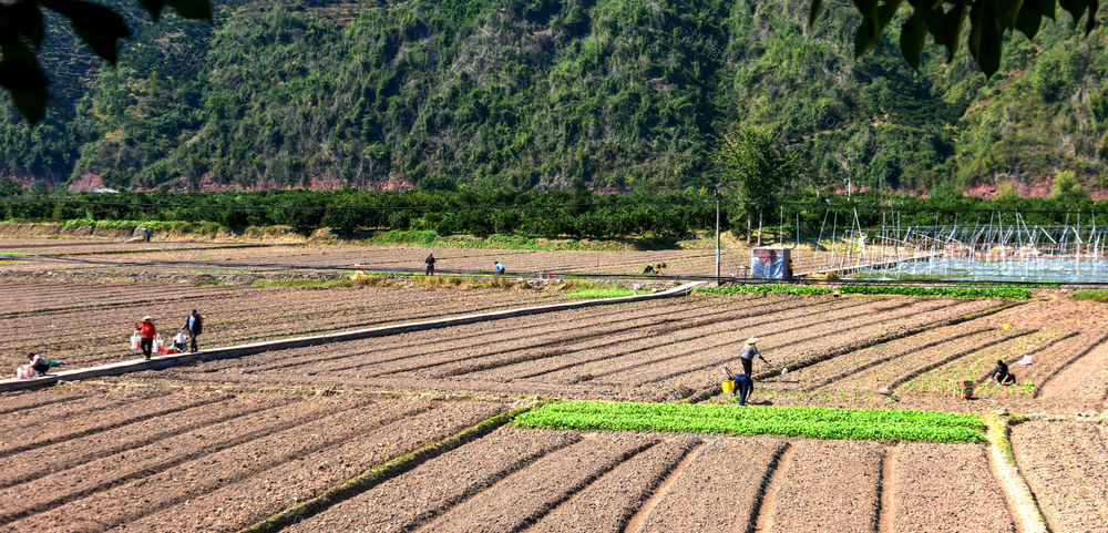 油菜，移栽，正当时