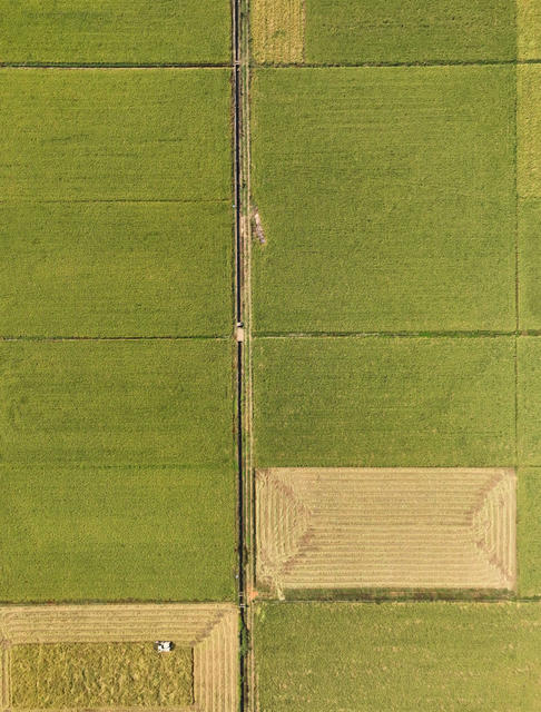 晚稻 丰收 收割