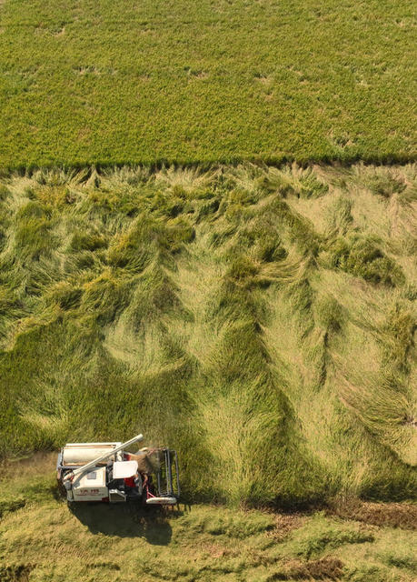 晚稻 丰收 收割