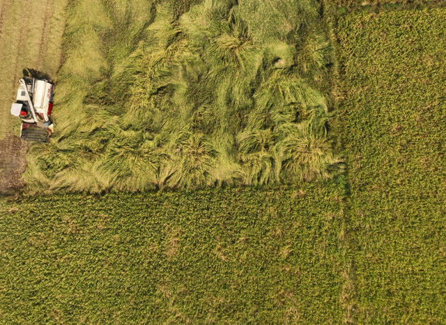 晚稻 丰收 收割